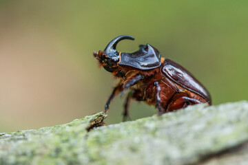rhinoceros beetle (Oryctes nasicornis) 