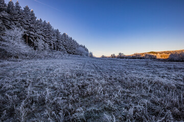 the first frosts and frost in the wild