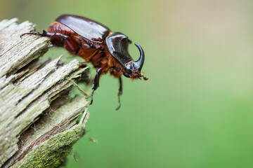 rhinoceros beetle (Oryctes nasicornis) 