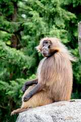 Gibbon Männchen