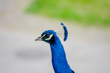 Fototapeta premium Pfau Kopf seitlich