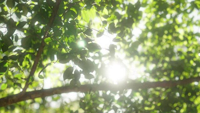 Beautiful Rich green vibrant natural video bokeh abstract background. green leaves of a tree waving in wind.Defocused leaves of trees and soft sunset sunlight through branches and leaf.4k slow motion