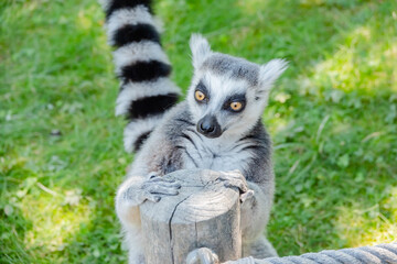 Katta diagonal von oben