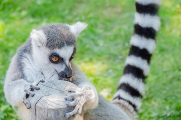 Katta Portrait
