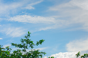 Blue sky and guava plant landscape shot in the day time.