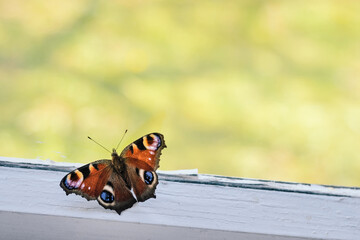 Peacock eye. Beautiful butterfly sits on white window sill. Background