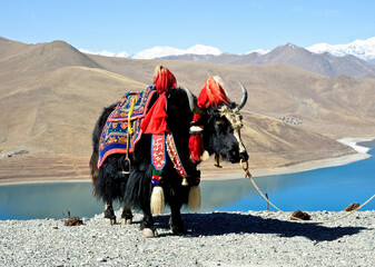 Yaks are native to the mountains of Tibet and China