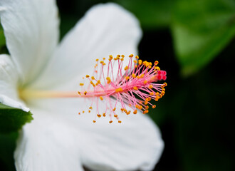 close-up of a white hibiscus tropical flower with green leaves on a tree.
