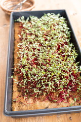 Radish microgreens