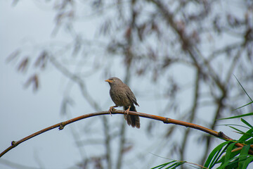 The jungle babbler is a member of the family Leiothrichidae found in the Indian subcontinent.