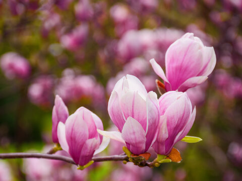 pink magnolia blossom closeup. floral background in the park