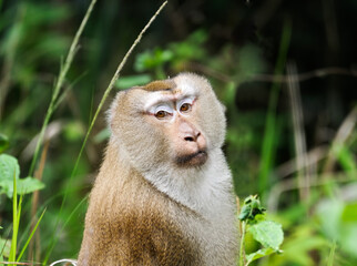 Pig-tailed Macaque monkeys live in the mountains of Khao Yai National Park, Thailand.