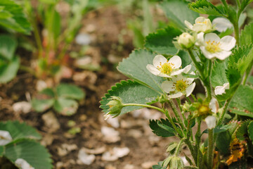 Blooming strawberries in summer cottage of country house on sunny day