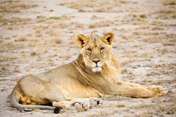  lioness in the wild. Lions are carnivorous mammals that hunt wildlife in the African savannah.
