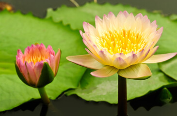  Lotus flower and lotus buds in a pond Peaceful countryside scene in Thailand 