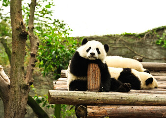    Panda bears in captivity in a zoo