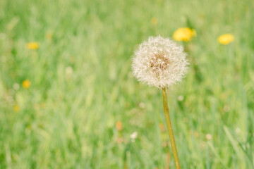 Dandelion. White dandelion cap on green meadow background. Medicinal plants