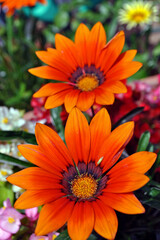 Orange Gazania African Daisies Summer Flower