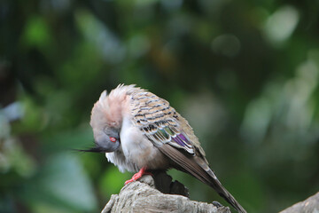 a crested pigeon, the nature concept image