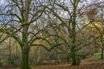 Obraz premium Autumn Tangled Branches 2