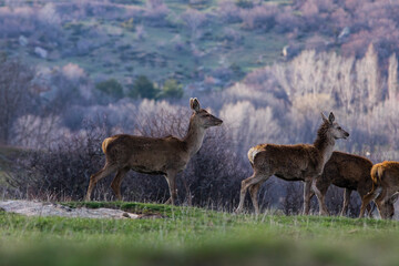 Sunset and deers in Capcir, Cerdagne, Pyrenees, France