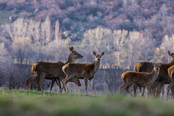 Sunset and deers in Capcir, Cerdagne, Pyrenees, France