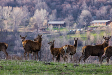 Sunset and deers in Capcir, Cerdagne, Pyrenees, France