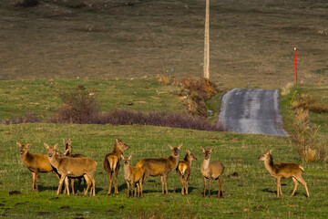 Sunset and deers in Capcir, Cerdagne, Pyrenees, France