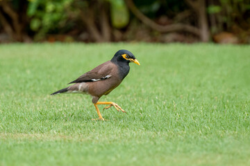 Beautiful common myna or Indian myna (Acridotheres tristis) walking in green grass