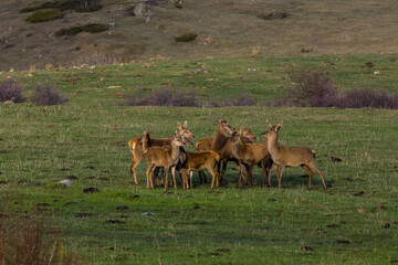 Sunset and deers in Capcir, Cerdagne, Pyrenees, France