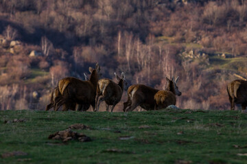 Sunset and deers in Capcir, Cerdagne, Pyrenees, France