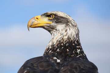 A portrait of a Bald Eagle against a blue sky
