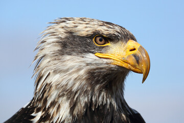 A portrait of a Bald Eagle against a blue sky
