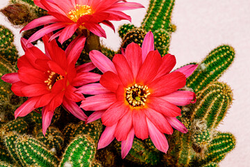 Chamaecereus silvestrii Cactus green plant with Pink red cactus flowers, close up. Bright red...