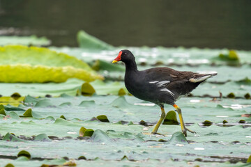 Close-up of a sitting / standing common moorhen with green backgorund