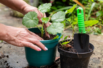 Hands of a mature woman tending and maintaining the plants in her garden.