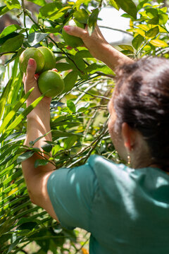 Vertical photo of a woman picking lemons from a tree on her farm.