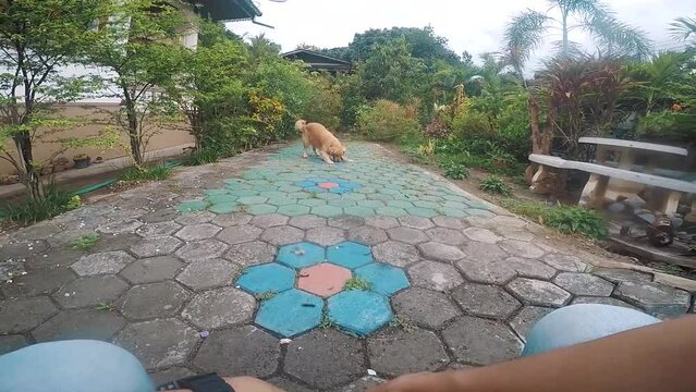 POV man playing with dog, dog jumps fail play ball, golden retriever
