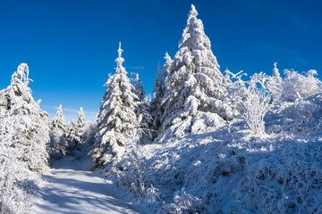 Snow-covered trees on the Großer Feldberg/Germany in the Taunus with a clear blue sky