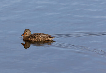 Wild malard ducks in the local lake