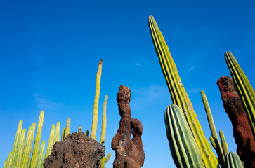 View of huge green cactus and volcanic rocks, with beautiful blue sky background at botanical cactus garden in Guatiza, Lanzarote island. Wild tropicacal desert copy space. Canary Islands, Spain.