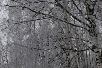 Birch branches covered with hoar frost on a frosty winter day. Winter Background.