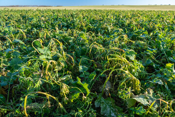 Moutarde dans champ de colza, CIPAN (cultures intermédiaires pièges à nitrates). Les CIPAN sont un couvert environnemental permettent de séquestrer l’azote présent dans le sol,