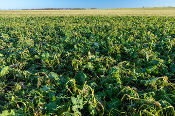Champ de colza avec CIPAN (cultures intermédiaires pièges à nitrates. Les CIPAN sont un couvert...