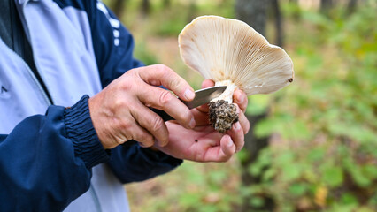 A man picks mushrooms in the forest.