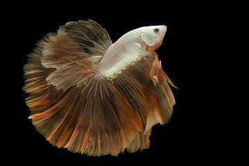 Yellow betta fish, siamese fighting fish on black background