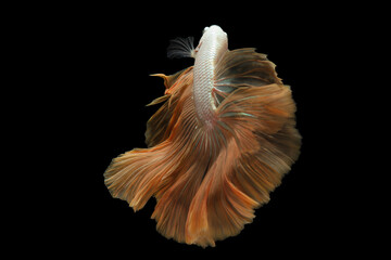 Yellow betta fish, siamese fighting fish on black background