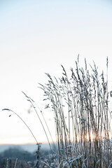 A close up of the hoarfrost on reed grass in sunrise morning light.