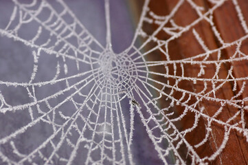 Gefrorenes Spinnennetz im Winter