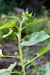 The stem of a young sunflower with many stepsons. The buds are not blooming sunflower..